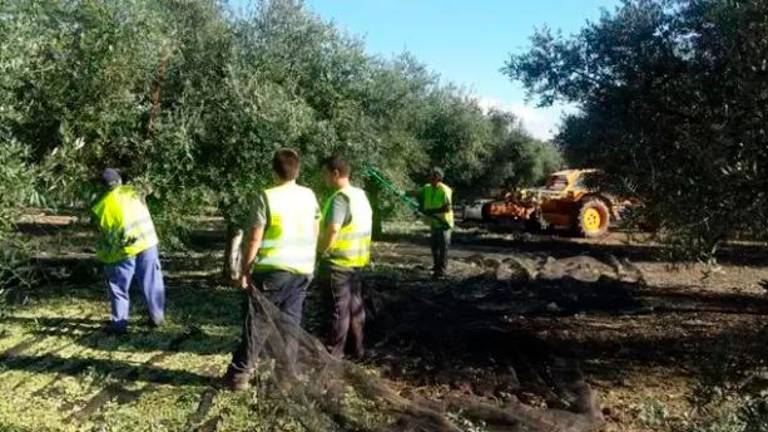 Un estudio señala que la gestión cooperativa de pequeñas fincas de olivar reduce costes y ayuda a fijar población