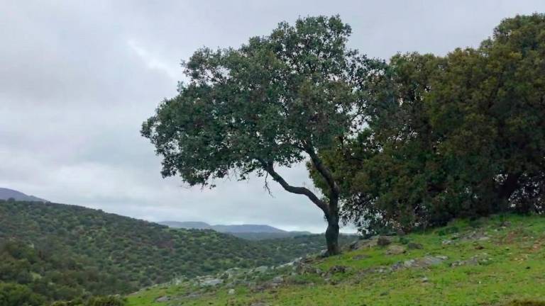 Vientos huracanados en Sierra Morena, vuela la dehesa de Las Hormigas de Arquillos