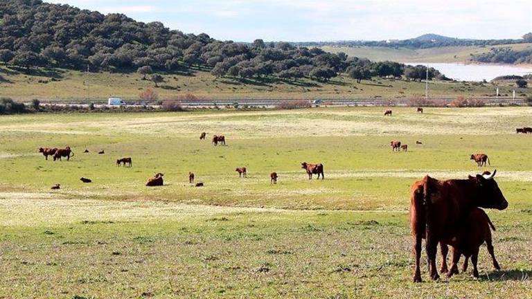 La Fundación Savia entrega sus aportaciones a la primera Estrategia Andaluza de Ganadería Extensiva