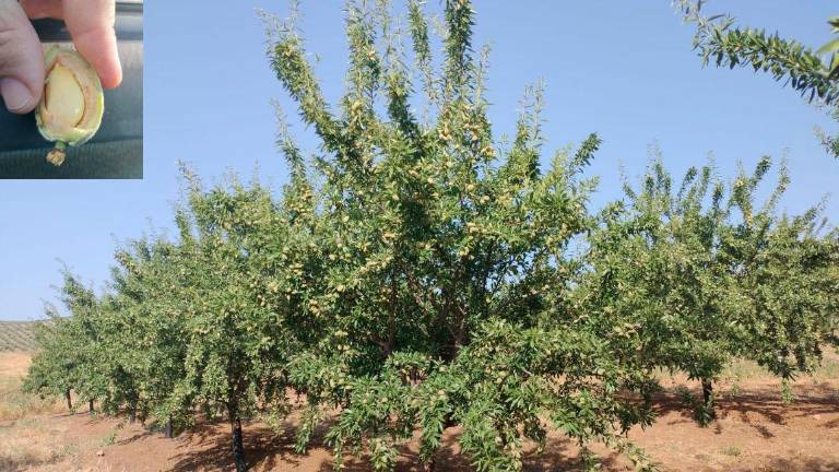 Buena previsión para el cultivo de la almendra