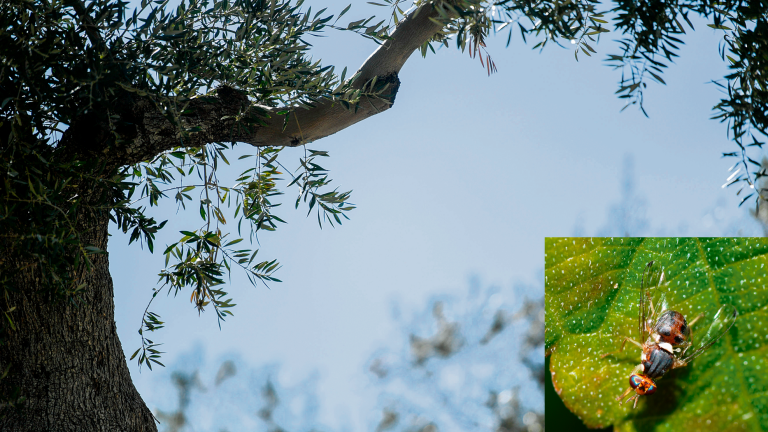 Comienza el seguimiento a la mosca del olivo, salvo en Jaén