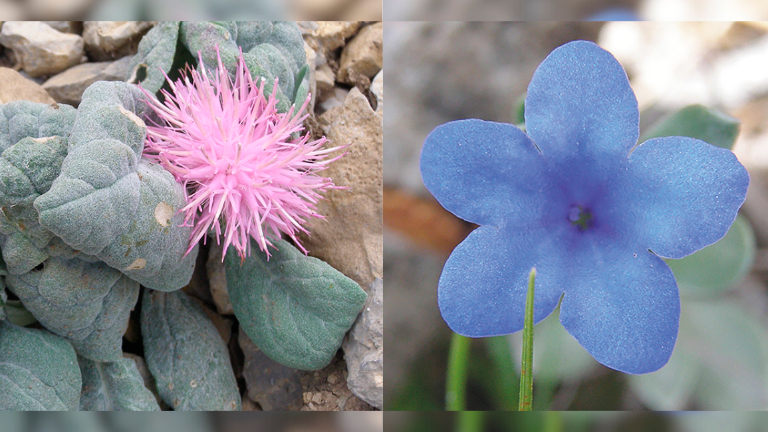 “Jurinea fontqueri” y “Glandora nitida”, dos especies singulares que habitan en Sierra Mágina. / Junta de Andalucía. 