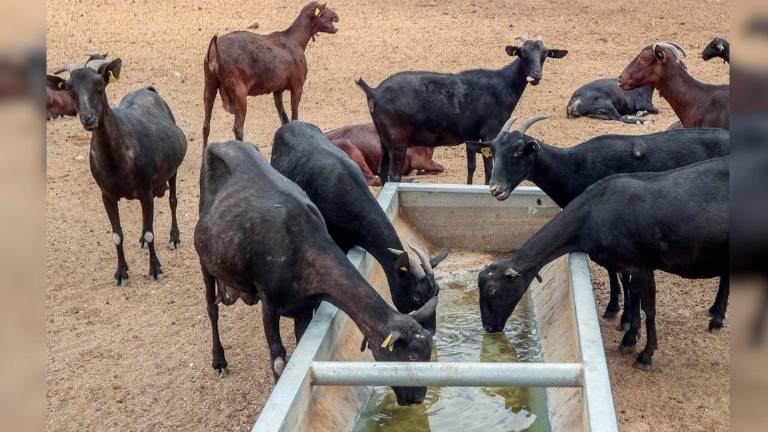 Ganado caprino lácteo, especie golpeada con fuerza por el serotipo 3. Archivo. / Europa Press.