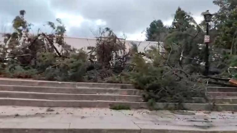 Pinos caídos en el parque de los Artesanos de Los Villares