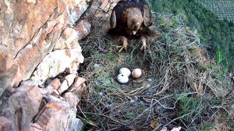 Nace la primera cría de águila real en uno de los nidos monitorizados por Siece