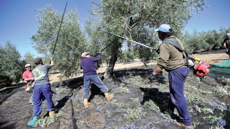 Unanimidad: “Es la cosecha más baja del siglo”