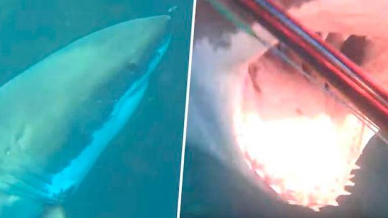Tras 10 minutos de lucha, este buceador se libra del ataque de un tiburón blanco en las aguas de Australia