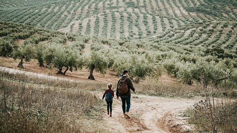 ‘The last olive’: ¿Qué pasaría si la Xylella acabara afectando a los humanos?