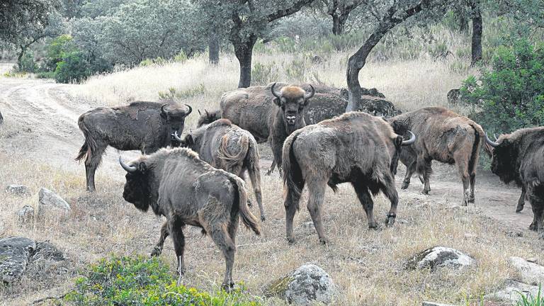 Bisontes, ADN polaco, en Andújar