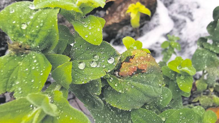 Lluvia que no llega, agua que falta