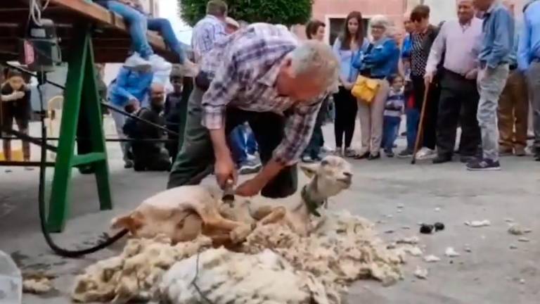 Vídeo: La esquila de la oveja en su tradición milenaria