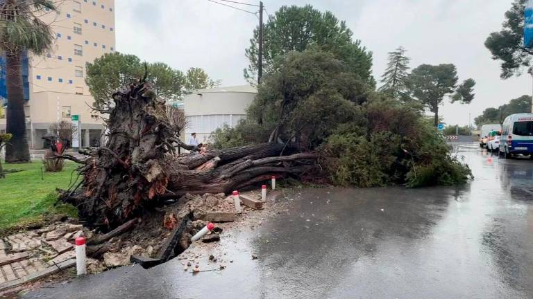 Uno de los árboles tirados en el suelo por el viento, a 28 de enero. / Diario JAÉN.