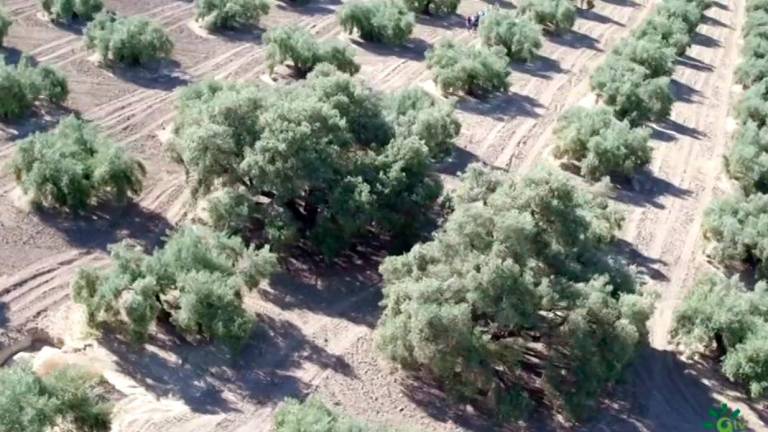 El oleoturismo, una práctica para reforzar los olivares