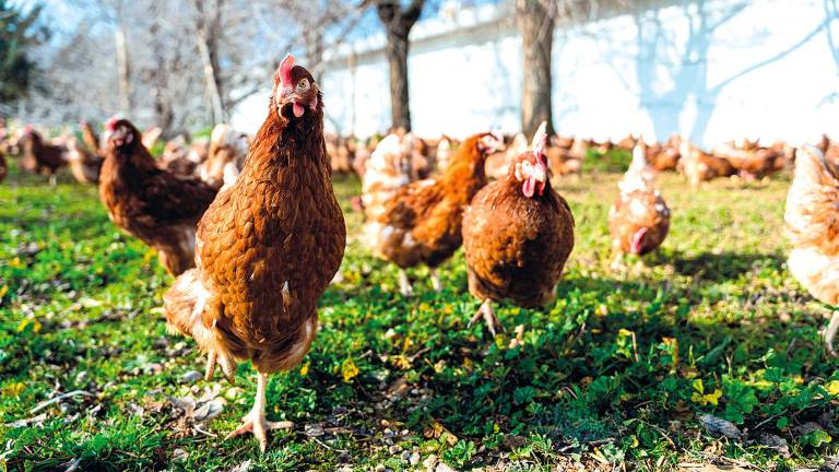 Orden de confinar a todas las aves de corral por prevención