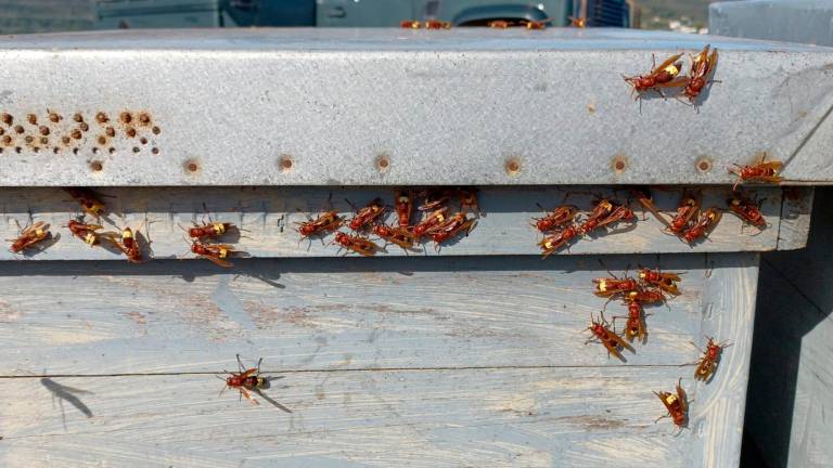 La COAG reclama a la Junta que declare especie invasora al avispón oriental
