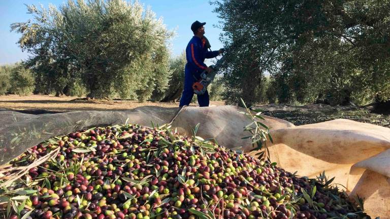 No se superará el millón de toneladas, según Interóleo