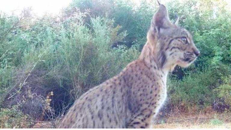 Veenita socializa con otros linces ibéricos en Santa Elena
