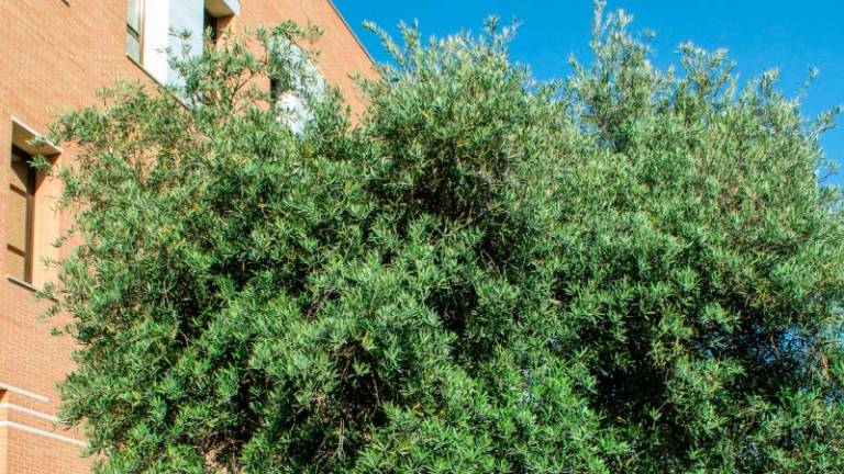 Investigadores de la UJA convierten la poda del olivo en etanol