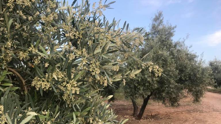 Desarrollan un bioplástico transparente a partir de desechos del olivar