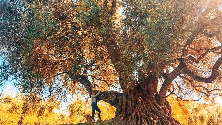 El mejor olivo monumental de España está en La Iruela