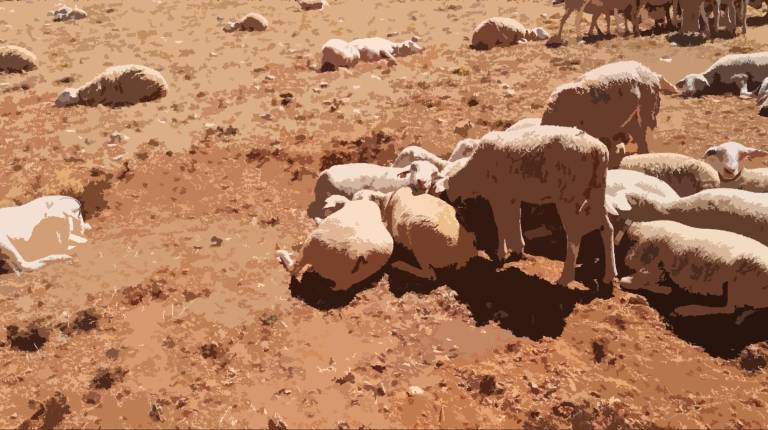 <i>Ovejas en los Campos de Hernán Pelea: sol inmisericorde| Diario JAÉN.</i>