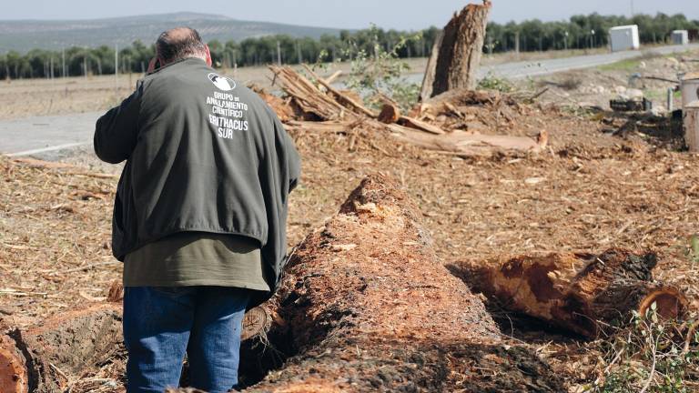 Una tala de árboles “pone en peligro” a especies de La Loma