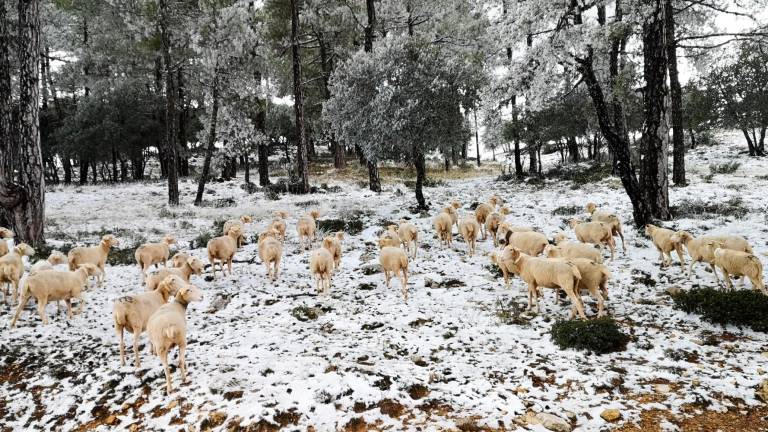 La ganadería segureña sufre las fuertes nevadas