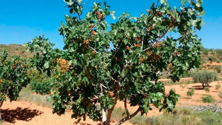 La campaña del pistacho en Jaén arranca con buenas expectativas
