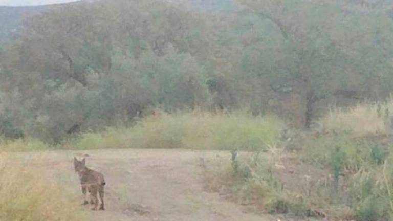 El lince ibérico se deja ver por la campiña tosiriana
