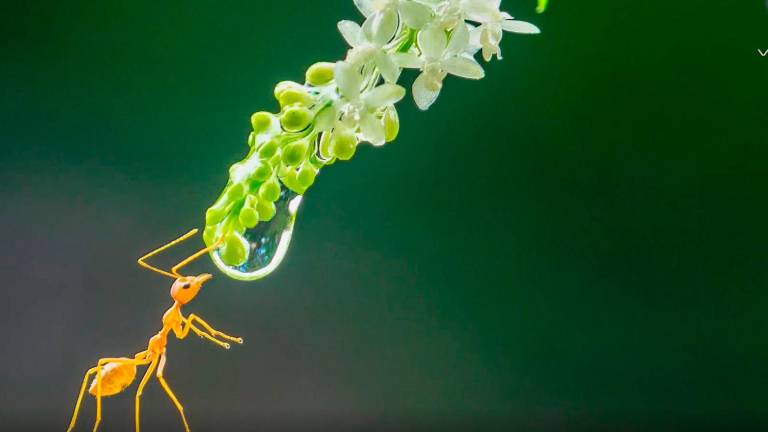 Las espectaculares imágenes en primer plano de los insectos más increíbles