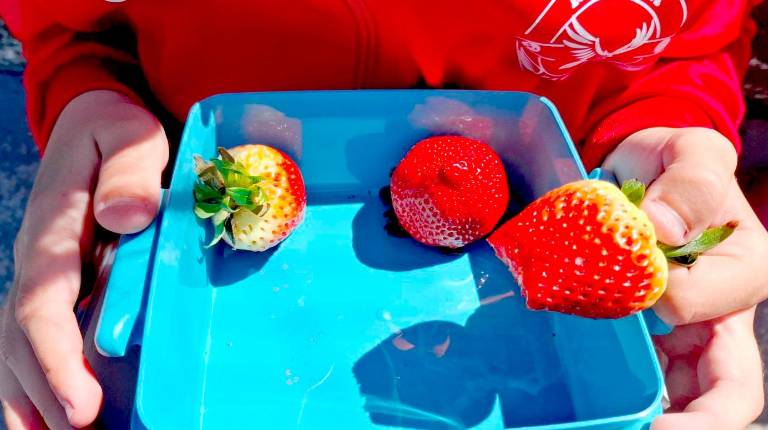 <i>Niño comiendo fresas en el colegio. / Junta de Andalucía. </i>