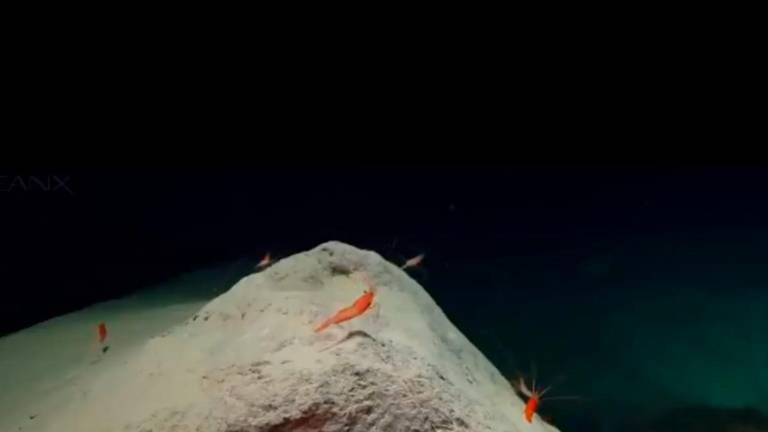 Descubren lagos submarinos de salmuera a gran profundidad y con vida marina