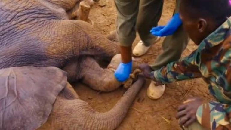 Salvan de una trampa a una cría de elefante en Kenia