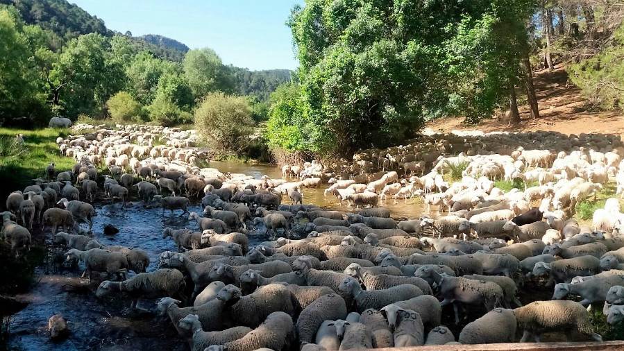 <i>El hato en el Guadalquivir próximo a la aldea de Arroyo Frío.</i>