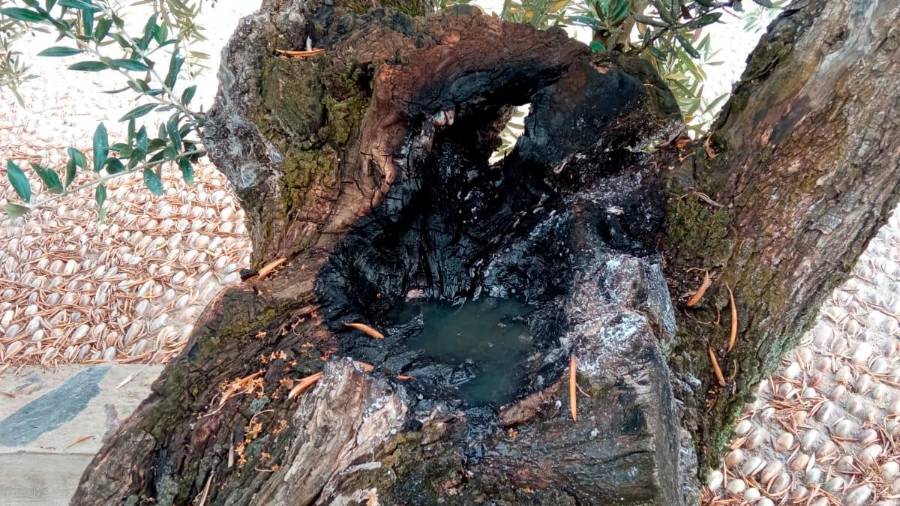 Tratan de quemar los olivos centenarios del Papa y la Virgen de la Cabeza en Carboneros