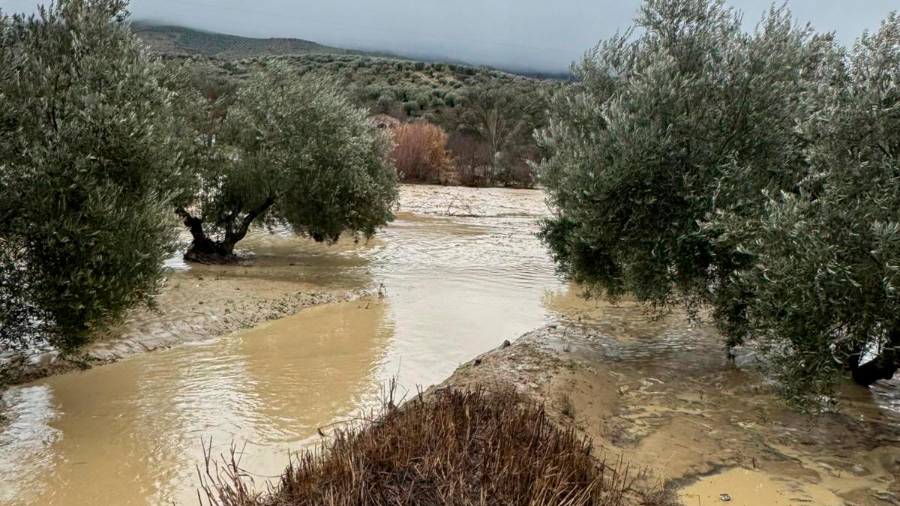 <i>Un olivar de Los Villares, ejemplo de cómo está el campo en estos días.</i>