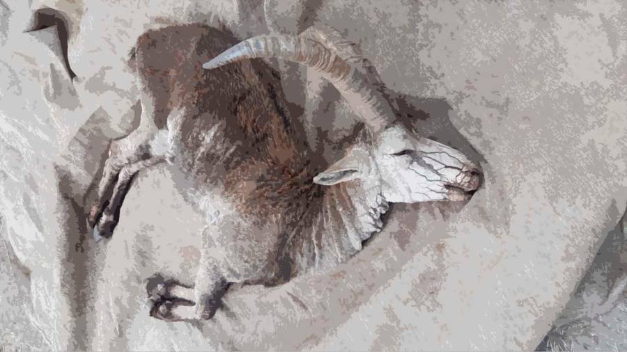 <i>Fotografía Federación Andaluza de Caza</i>