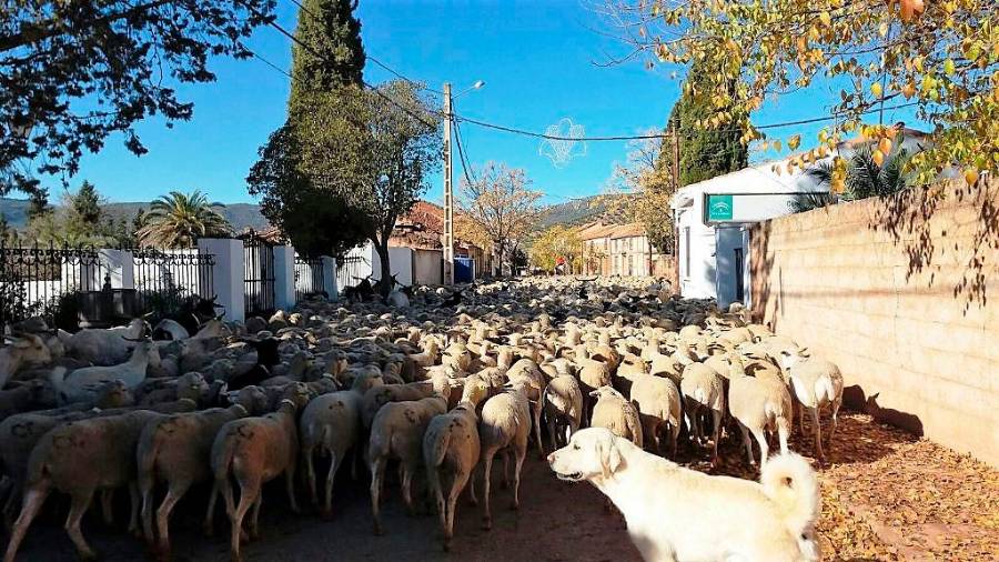 <i>El hato abigarrado por la calle de El Campillo. “Palomo” cerrando el hato y atento a sus hermanas.</i>