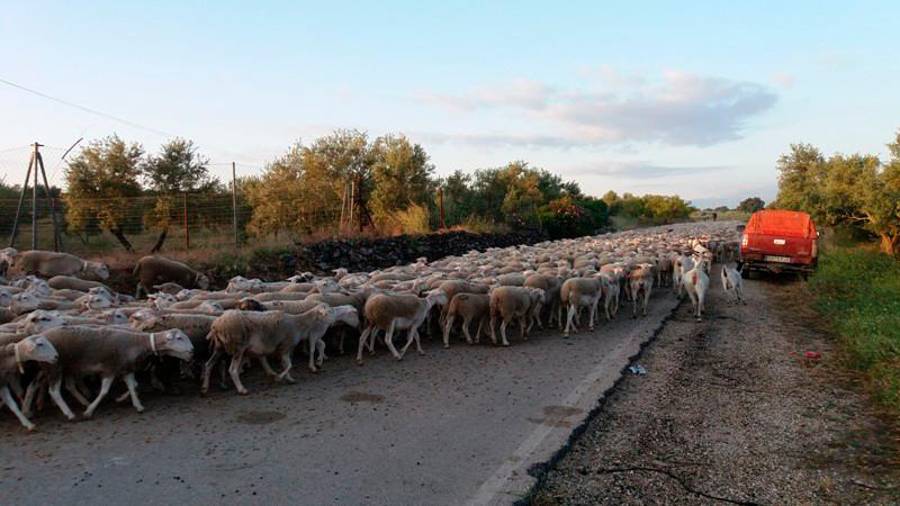 <i>Al amanecer, salida del hato del corral mallado en la calzada cerca de Torreperogil camino del puente de La Cerrá.</i>