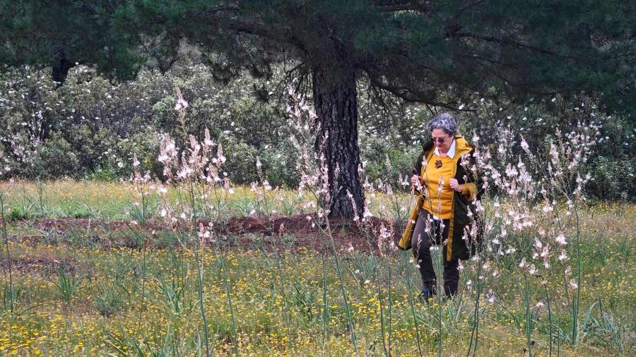 <i>Campo de la Batalla de las Navas de Tolosa.</i>