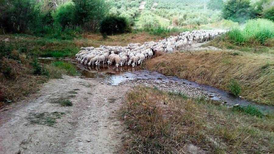 <i>El hato en el río de la Vega.</i>