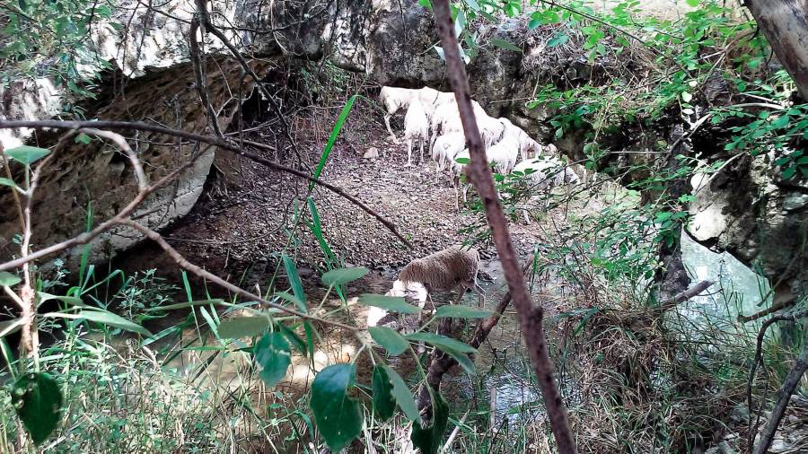 <i>El hato bajo el puente romano sobre el río Cañamares.</i>