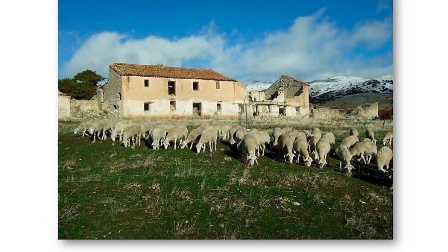 <i>El hato reunido en la Cortijada de la Loma de la Paja en los Campos, para su partida a la Matea</i>