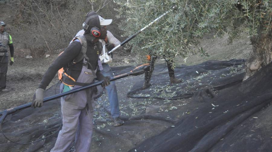 <i>Temporeros trabajan en la aceituna. / F. Gaitán / Diario JAÉN.</i>