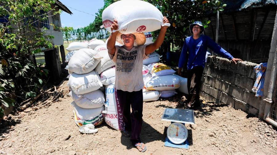 $!<i><b>ARROZ</b></i><i>. Jaén de Filipinas vive del campo.</i>