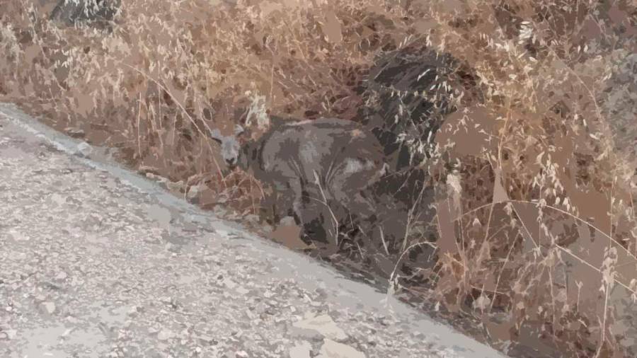 <i>Fotografía Federación Andaluza de Caza</i>