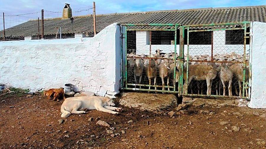 <i>Rambo y Tina, en la puerta del corral.</i>