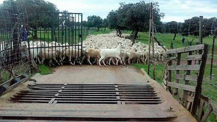 <i>Las ovejas recelosas al paso de una de las puertas del mallado en la dehesa.</i>