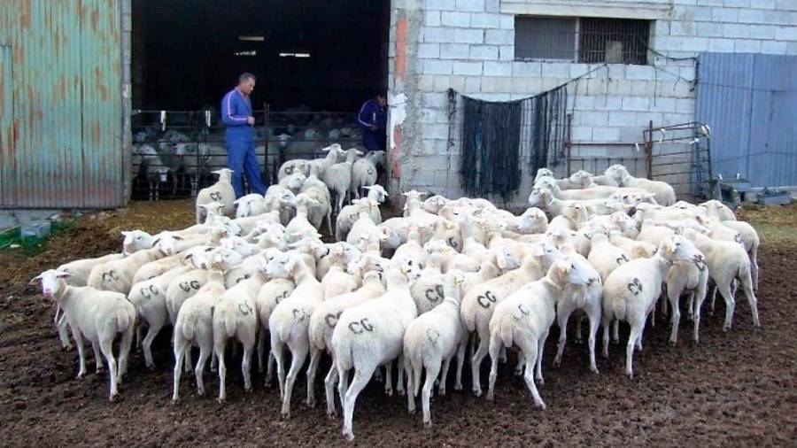 <i>José Carlos vigilando la entrada de las ovejas, de dos en dos.</i>