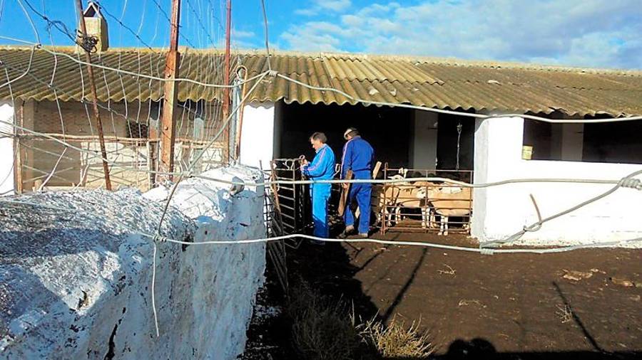 <i>Domingo, Daniel y José Carlos, colocando el artilugio casero para ir separando a los animales.</i>